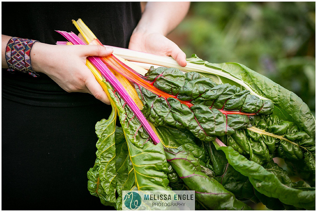 Photo of hands holding rainbow swiss chard in a garden in Lancaster, PA.