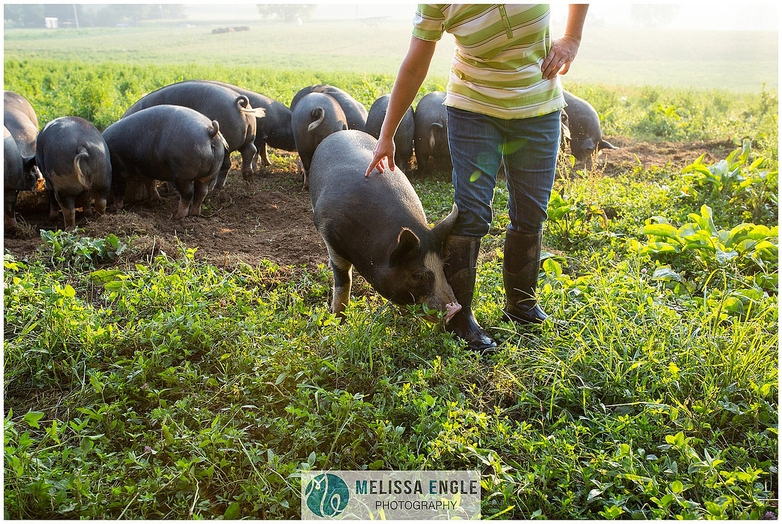 Photo of grass fed hogs in a field at Mirror Image Farms in Bainbridge, PA