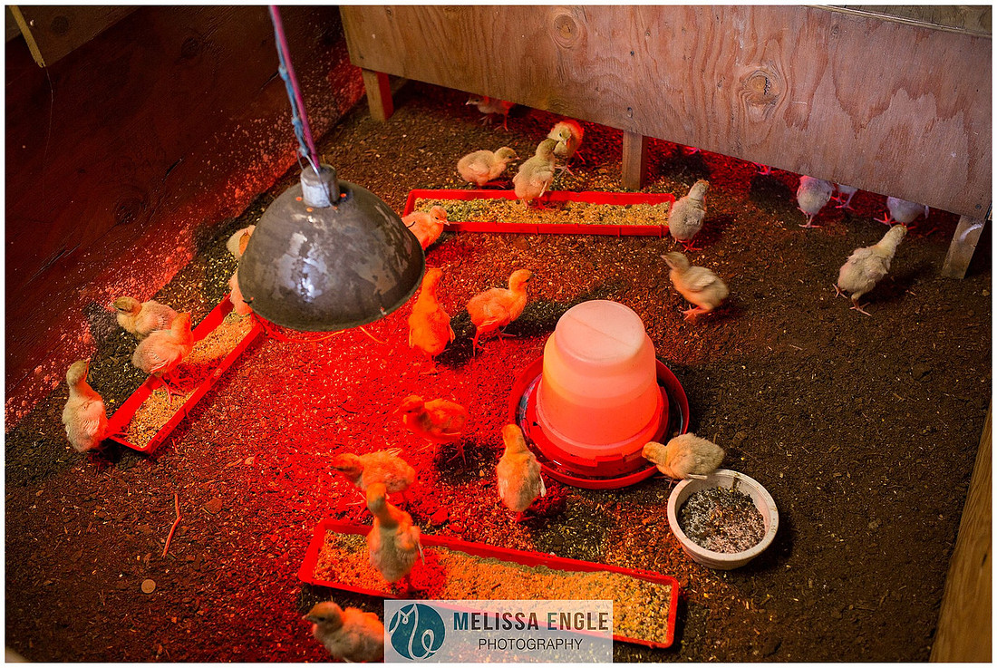 Photo of baby turkeys under a heat lamp at Mirror Image Farms in Bainbridge, PA