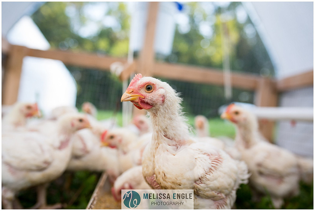 Photo of free range grass fed chickens at Mirror Image Farms in Bainbridge, PA